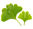 Nature Lehning Ginkgo