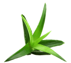 aloe vera aloe barbadensis