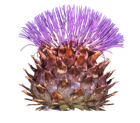 artichaut cynara scolymus