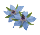 bourrache borago officinalis