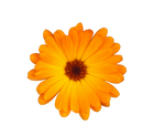 calendula-souci-calendula-officinalis