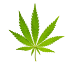 chanvre cannabis sativa