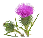 chardon marie silybum marianum