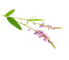 desmodium laboratoires lehning