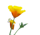 Pavot de Californie (Eschscholtzia