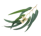 eucalyptus globulus