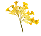 gentiane-jaune-gentiana-lutea