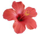 hibiscus sabdariffa