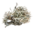 lichen islande cetraria islandica