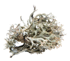 lichen boreal