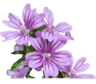 mauve malva sylvestris