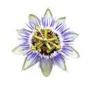 passiflore passiflora incarnata