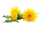 pissenlit-taraxacum-officinale