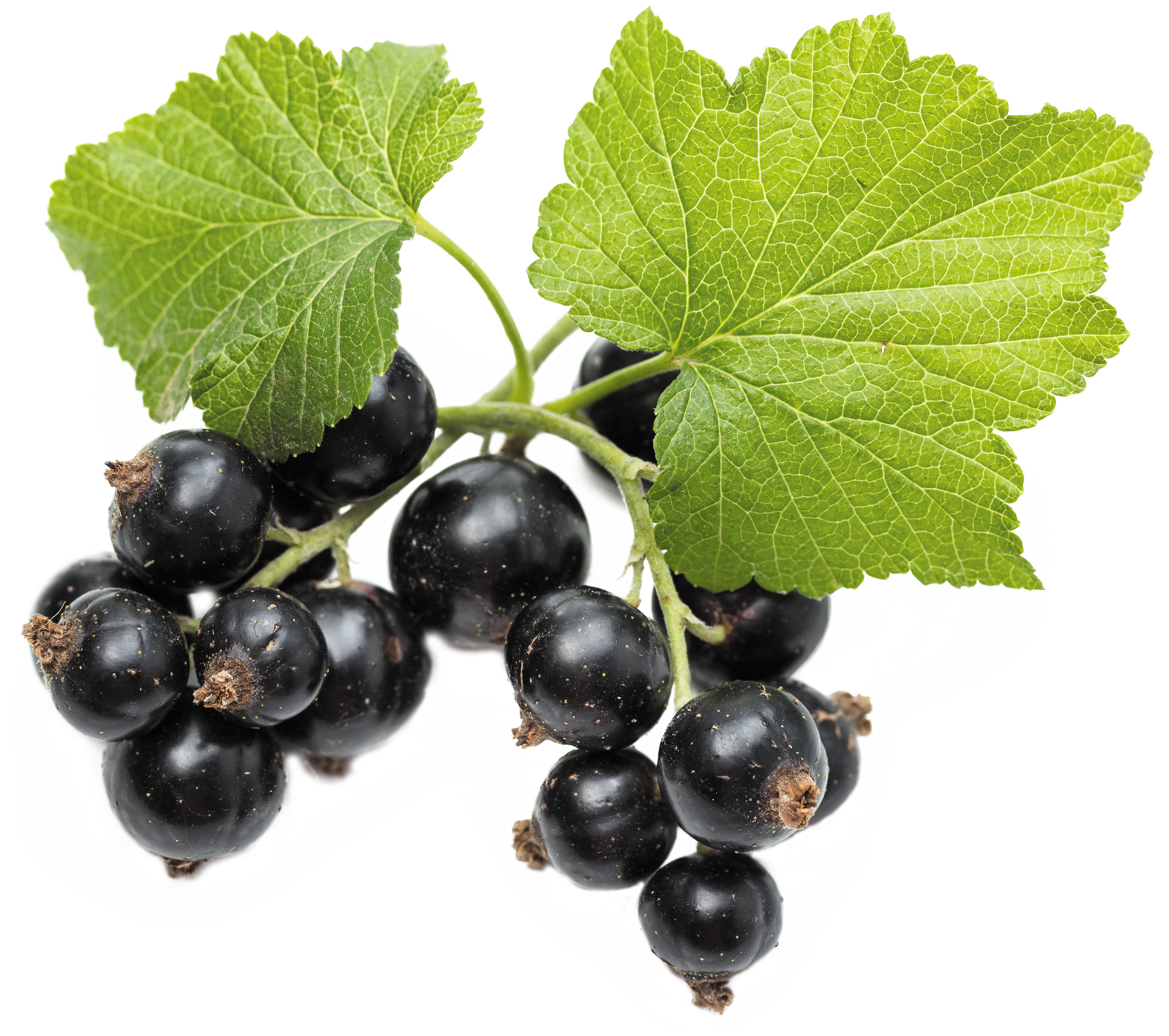 Ribes Nigrum - Bourgeons cassis