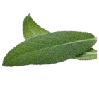 sauge salvia officinalis