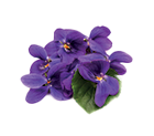 Violette odorante
